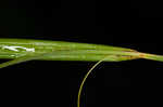 Great smokey mountain sedge